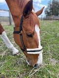 「SNSフォロワー1万人超の元競走馬「ターボさん」の公式写真販売を開始、株式会社ハッピースマイルとオーナーが契約締結」の画像2