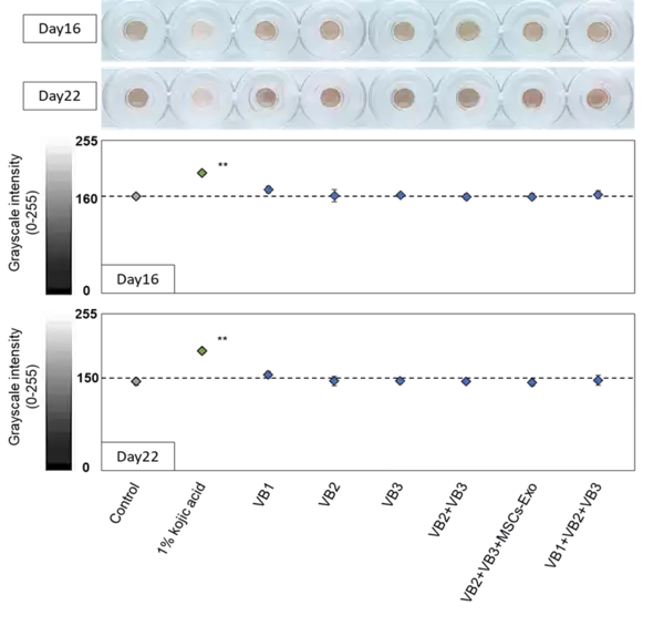 抗ウイルス・抗菌・抗老化作用をもつ『VB』に新たな可能性　美白効果およびマクロファージ活性への関与を確認