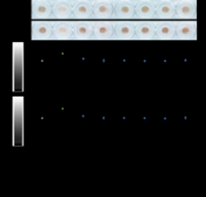 抗ウイルス・抗菌・抗老化作用をもつ『VB』に新たな可能性　美白効果およびマクロファージ活性への関与を確認