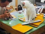 「創業70年の革工房が“次の一手”へ ― 保護猫との出会いから広がる新ブランド「bri&gra（ブリ＆グラ）」、大阪・平野区から新たな価値創出へ」の画像3