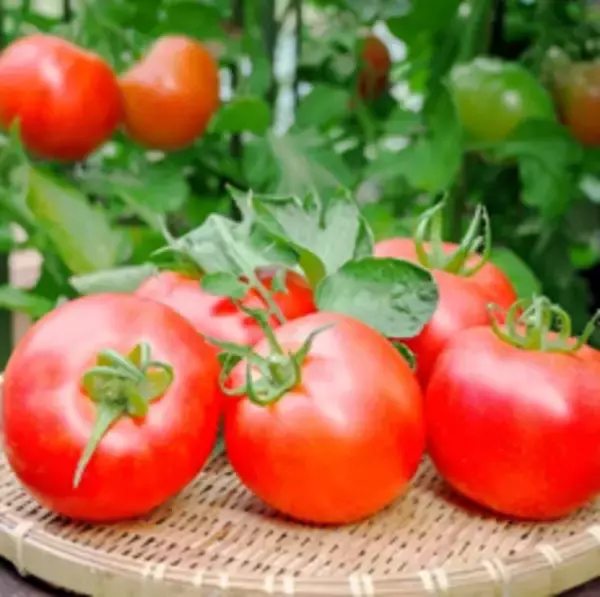 「JA全農とJR西日本の地域振興プロジェクト JR大阪駅で「みのりみのるマルシェ　熊本の実り」を1月31日に開催」の画像