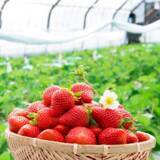 「JA全農とJR西日本の地域振興プロジェクト JR大阪駅で「みのりみのるマルシェ　熊本の実り」を1月31日に開催」の画像4