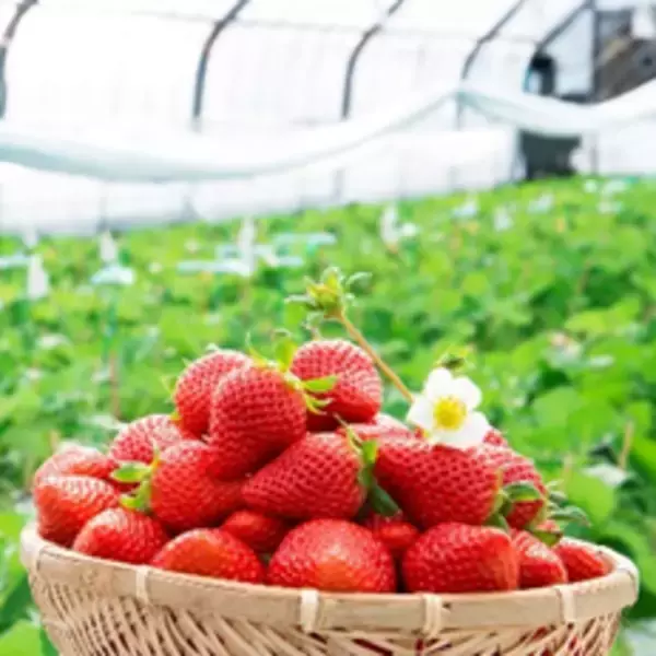 「JA全農とJR西日本の地域振興プロジェクト JR大阪駅で「みのりみのるマルシェ　熊本の実り」を1月31日に開催」の画像