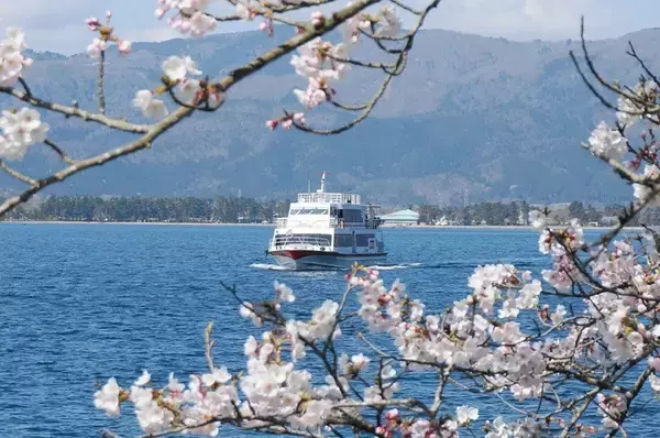 びわ湖の最北端、日本さくら名所100選「海津大崎の桜」を愛でるお花見船を期間限定で運航！「海津大崎桜クルーズ2026」