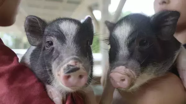 モルモットにミニブタも！ 「のじま動物園」で楽しむ親子イベント『どうぶつえんまつり』 5月10日より3日間開催！