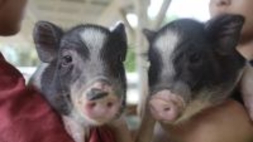 モルモットにミニブタも！ 「のじま動物園」で楽しむ親子イベント『どうぶつえんまつり』 5月10日より3日間開催！