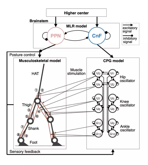 「パーキンソン病による歩行障害をウェアラブルデバイス×AIで緩和する　プロジェクト『ホコラボ』に協力」の画像