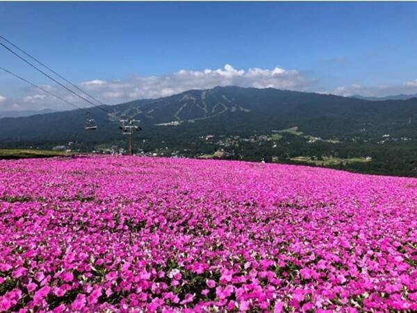 標高1 000mのテラスで食べる新作スイーツは必見 日本最大級4万株の桃色吐息が咲き誇る 岐阜県郡上市 ひるがのピクニックガーデン 7月10日オープン 21年6月23日 エキサイトニュース