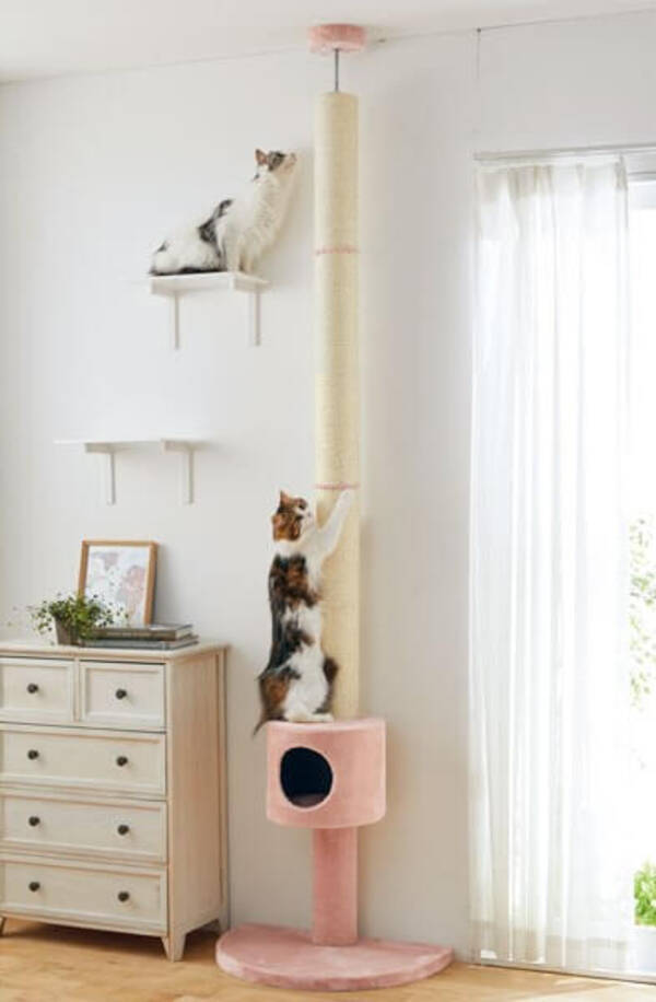 猫は登るよ どこまでも 累計7 000本以上 木登りする猫が全国に続出 おうちで木登りタワー ボックス付 が8 19発売 2021年8月20日 エキサイトニュース