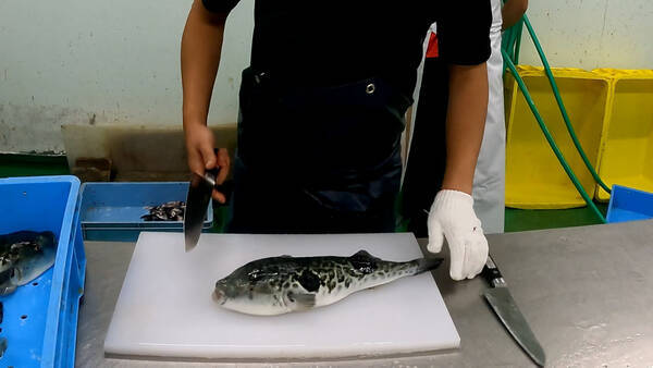 買い付け師 のご当地お取り寄せグルメ 超高速の熟練技術 ふぐのみがき を取材 21年12月16日 エキサイトニュース