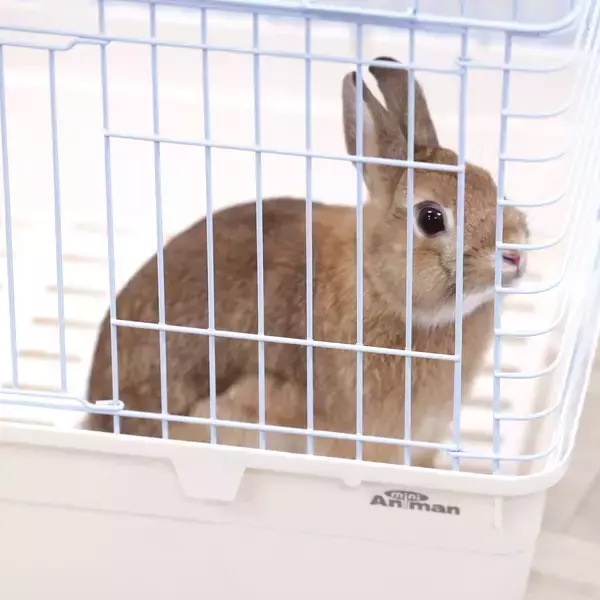 「ドギーマンハヤシの小動物ブランド「ミニアニマン」から『ラビットくつろぎルーム』が2月20日に発売！」の画像