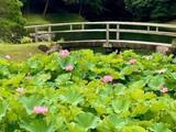 「【7/18（土）～19（日）開催】小石川後楽園～夏景の庭園を楽しむ～」の画像1