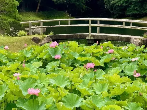 【7/18（土）～19（日）開催】小石川後楽園～夏景の庭園を楽しむ～