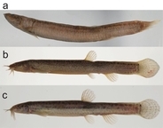 絶滅したと考えられていた「ジンダイドジョウ」、環境DNAから現存の可能性　―「ドジョウType I」と同じ系統であることを遺伝学的に支持―