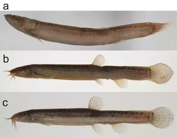 絶滅したと考えられていた「ジンダイドジョウ」、環境DNAから現存の可能性　―「ドジョウType I」と同じ系統であることを遺伝学的に支持―