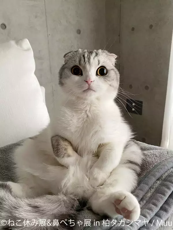 「人気猫が集結する『ねこ休み展』×ぶひ可愛い『鼻ぺちゃ展』　3月26日～柏タカシマヤで初の同時開催！人気クリエイターの新作グッズも登場♪」の画像