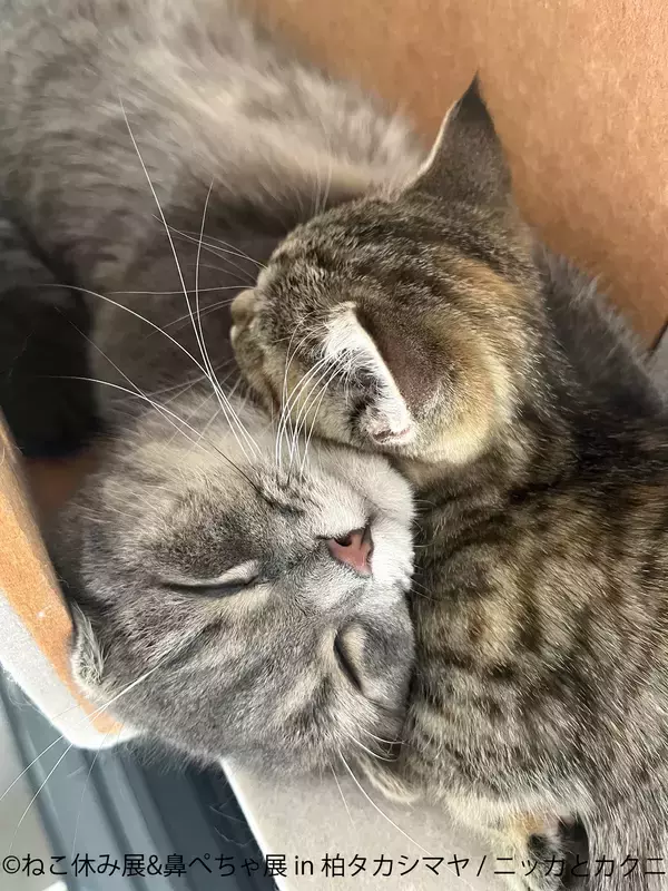 「人気猫が集結する『ねこ休み展』×ぶひ可愛い『鼻ぺちゃ展』　3月26日～柏タカシマヤで初の同時開催！人気クリエイターの新作グッズも登場♪」の画像