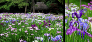 ハナショウブの見ごろに合わせて小石川後楽園で「花菖蒲を楽しむ」～初夏の大名庭園を彩る優雅な紫～を開催（5/23~6/14）