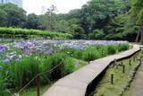 「ハナショウブの見ごろに合わせて小石川後楽園で「花菖蒲を楽しむ」～初夏の大名庭園を彩る優雅な紫～を開催（5/23~6/14）」の画像2
