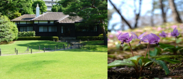 【3/21開催】殿ヶ谷戸庭園「スプリングコンサート ～カタクリ咲く別荘庭園に響く春の音～」