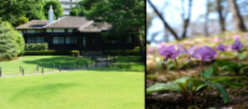 【3/21開催】殿ヶ谷戸庭園「スプリングコンサート ～カタクリ咲く別荘庭園に響く春の音～」