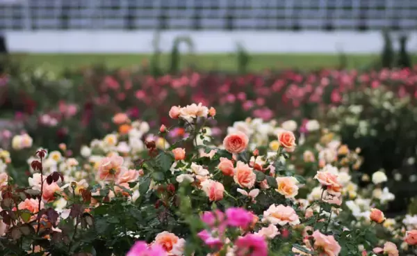 「神代植物公園「秋のバラフェスタ」令和８年10月６日（火）～11月23日（月・祝）開催！」の画像