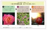 「神代植物公園「秋のバラフェスタ」令和８年10月６日（火）～11月23日（月・祝）開催！」の画像4