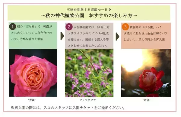 「神代植物公園「秋のバラフェスタ」令和８年10月６日（火）～11月23日（月・祝）開催！」の画像
