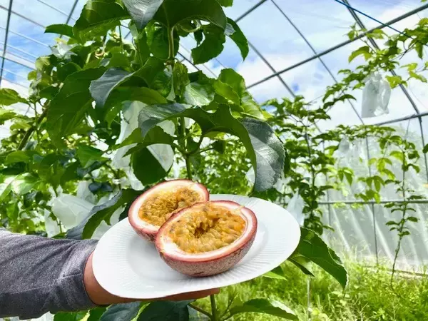 「沖縄を愛し続けた女性が挑む、沖縄素材への想い――『ちゅらの恵み』誕生の物語」の画像