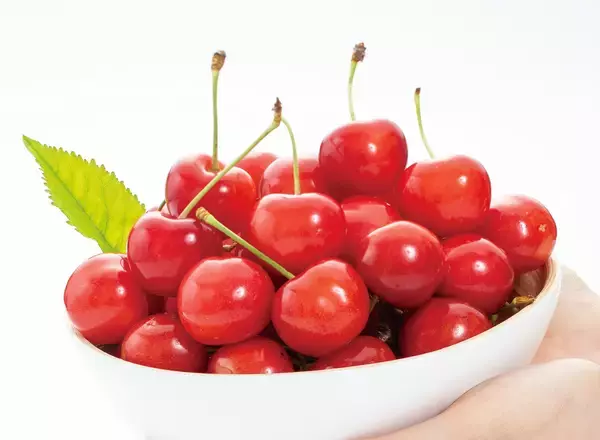 【2026年】山形県産「温室さくらんぼ」出荷開始