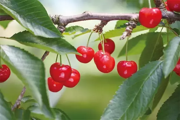 「【2026年】山形県産「温室さくらんぼ」出荷開始」の画像