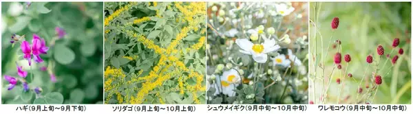 「ROKKO森の音ミュージアムSIKIガーデンAutumn Season紅葉の見頃は10月下旬～11月下旬2026年8月29日（土）～11月30日（月）」の画像
