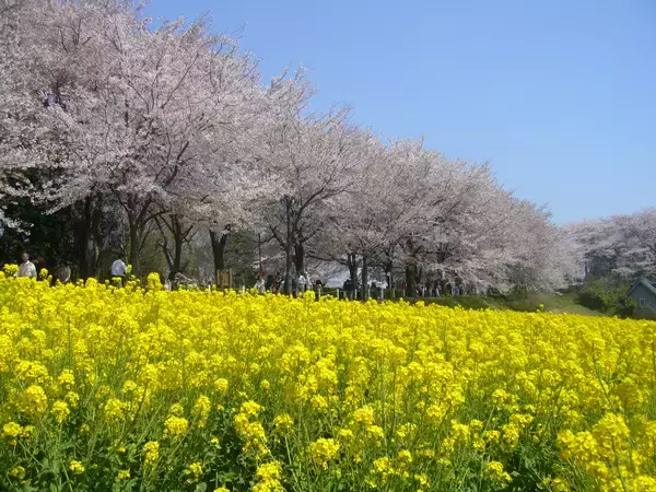 【東京・町田市】「町田さくらまつり」をはじめ、春のうららかな季節を満喫できるイベントを開催！