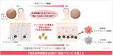 「ノエビアグループ、北海道産丸大豆「音更大袖」の『豆乳由来発酵液』が免疫バランスを整えることを解明」の画像1