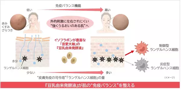 ノエビアグループ、北海道産丸大豆「音更大袖」の『豆乳由来発酵液』が免疫バランスを整えることを解明