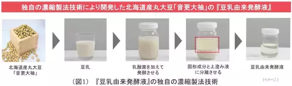 「ノエビアグループ、北海道産丸大豆「音更大袖」の『豆乳由来発酵液』が免疫バランスを整えることを解明」の画像
