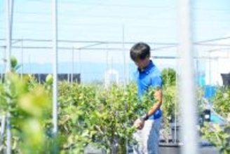 愛知県愛西市で耕作放棄地を再生！猛暑に強いブルーベリー農園拡張プロジェクト始動