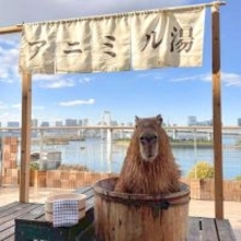 「アニミル湯　はじめました！」次世代都市型ふれあい動物園「Animeal(アニミル)」にカピバラのぽっかぽっかなお風呂が今年も登場！