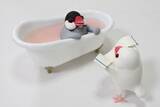 「弥富の文鳥文化をPR　5/23(土)ぶんちゃん退官イベントにあわせ入浴剤「文鳥の湯」を発売」の画像4