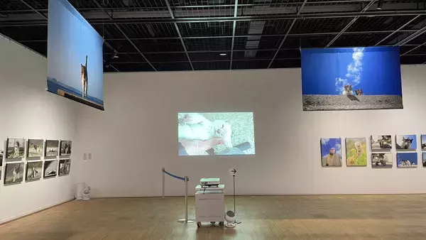 「愛知県初開催！写真家 五十嵐 健太の飛び猫10周年記念「飛び猫写真展」を6月25日から名古屋栄三越で開催」の画像