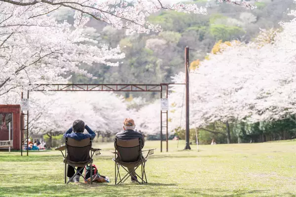 「今、伊豆観光で立ち寄れる「桜回廊」【東伊豆町】」の画像