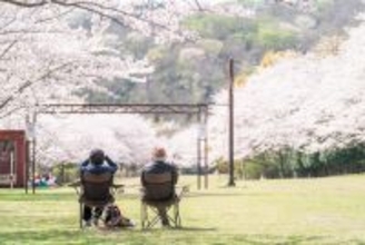 今、伊豆観光で立ち寄れる「桜回廊」【東伊豆町】