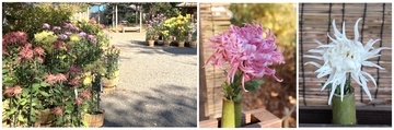 向島百花園「菊が彩る江戸花屋敷」開催令和８年11月７日（土）～30日（月）江戸の園芸文化に触れる秋