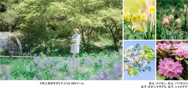 ROKKO森の音ミュージアムSIKIガーデンSpring Season“Waltz”スイセン、オオヒナユリなど春の花々とアート、音楽が調和したフェアを開催