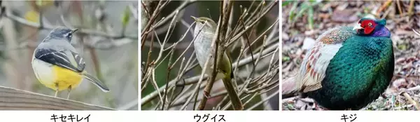 「ROKKO森の音ミュージアムSIKIガーデンSpring Season“Waltz”スイセン、オオヒナユリなど春の花々とアート、音楽が調和したフェアを開催」の画像