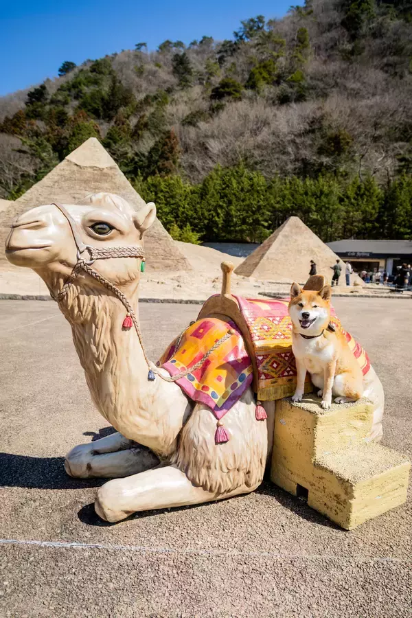 「東武ワールドスクウェアわんちゃん同伴ご来園3万人を突破　感謝を込めてフォトスポットを設置」の画像