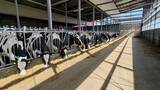 「藤井牧場、国内初・乳牛最大級となる家畜排せつ物管理によるJｰクレジット創出に成功」の画像1