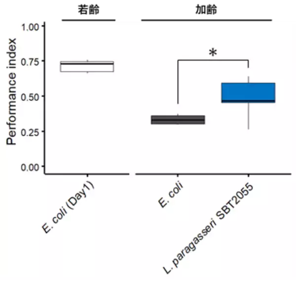 乳酸菌Lactobacillus paragasseri SBT2055が線虫の加齢に伴う学習行動の低下を抑制することを見出しました