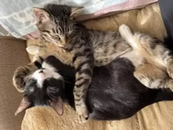 「クレバリーホーム　猫とともに暮らす新住宅プロジェクト始動― 犬向け住宅「inumo」に続く、“猫共生設計”の商品開発へ ―」の画像