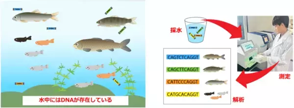 株式会社日吉、環境DNA分析サービスを本格提供開始